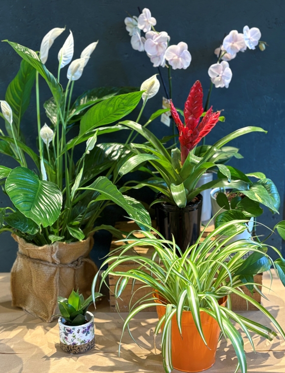 In Season Plants