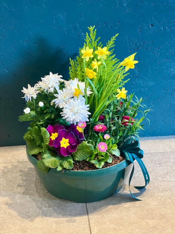 luxury planted bowl